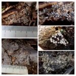 シロウツボホコリ