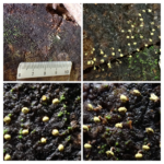 アオモジホコリらしきもの