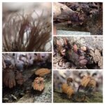 ムラサキホコリ