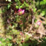 コモウセンゴケ