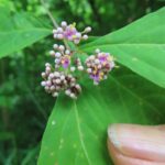 ムラサキシキブ