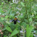 キムネクマバチ