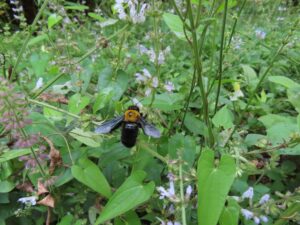 キムネクマバチ