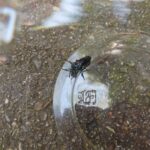 ルリモンハナバチ