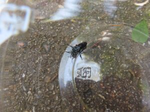 ルリモンハナバチ