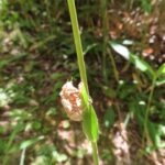 ニイニイゼミの抜け殻