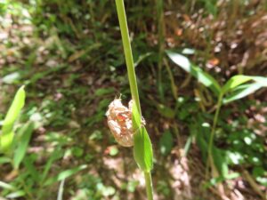 ニイニイゼミの抜け殻