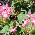 タイワンタケクマバチ