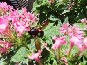 タイワンタケクマバチ