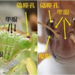 カマキリとクルマバッタモドキの頭部