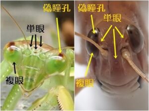 カマキリとクルマバッタモドキの頭部