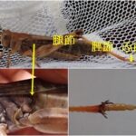 クルマバッタモドキ