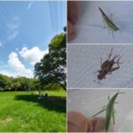 ササキリ、マダラスズ、オンブバッタ幼虫