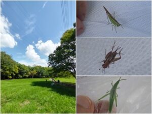 ササキリ、マダラスズ、オンブバッタ幼虫