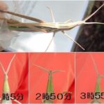 ショウリョウバッタの触角時計