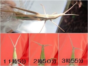 ショウリョウバッタの触角時計