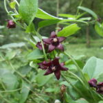 タチカモメヅル