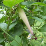 タチカモメヅル果実（袋果)