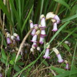 ナンバンギセル