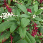 ヨウシュヤマゴボウ