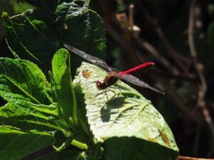 リスアカネ　♂