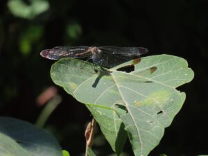 リスアカネ　♀