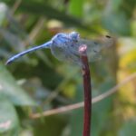 ナニワトンボ ♂