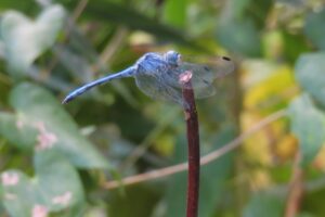 ナニワトンボ　♂