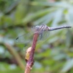 ナニワトンボ ♀