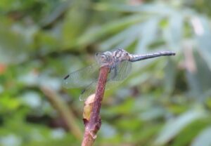 ナニワトンボ　♀