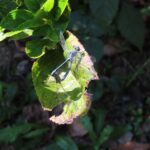 ナニワトンボの交尾