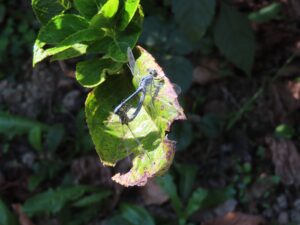 ナニワトンボの交尾