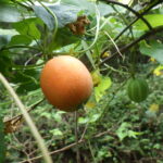 カラスウリ（奥に若い青い実）