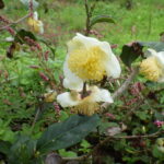 チャノキ・ツバキ科