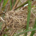 カヤネズミの巣