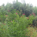 イヌザンショウ花軸・実