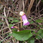 ナンバンギセル