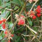 フユイチゴ・実