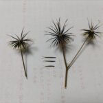 コセンダングサ