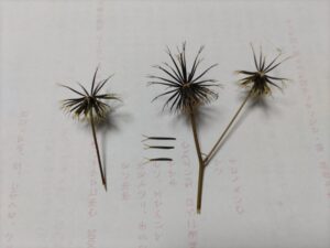コセンダングサ