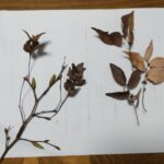 イヌハギ・ケヤキ