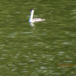 カンムリカイツブリ