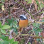 ジョウビタキ　オス