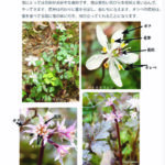 バイカオウレン