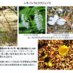 シモバシラ・フクジュソウ