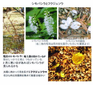 シモバシラ・フクジュソウ