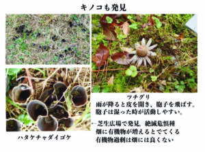 キノコ