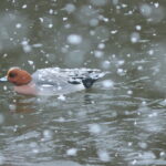 雪の中のヒドリガモ