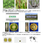 スギナとツクシの違い