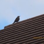 イソヒヨドリ　メス